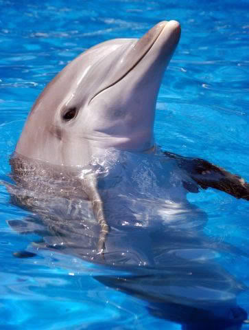 Delfine Spiele Kostenlos