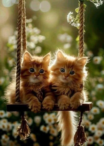 Katzen
