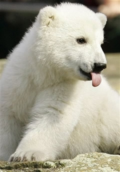 Knut Eisbär