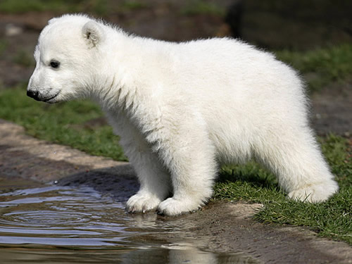 Knut Eisbär